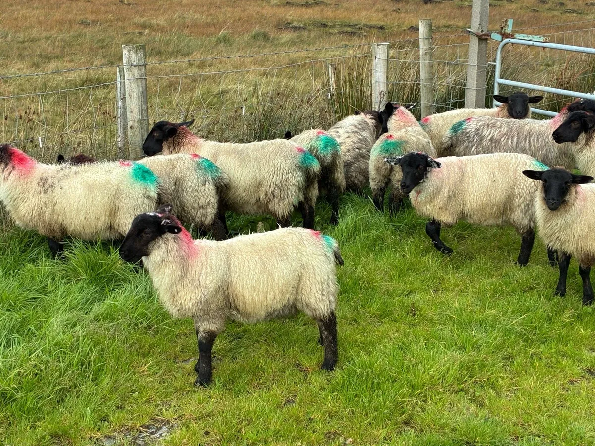 Organic lambs - Image 3