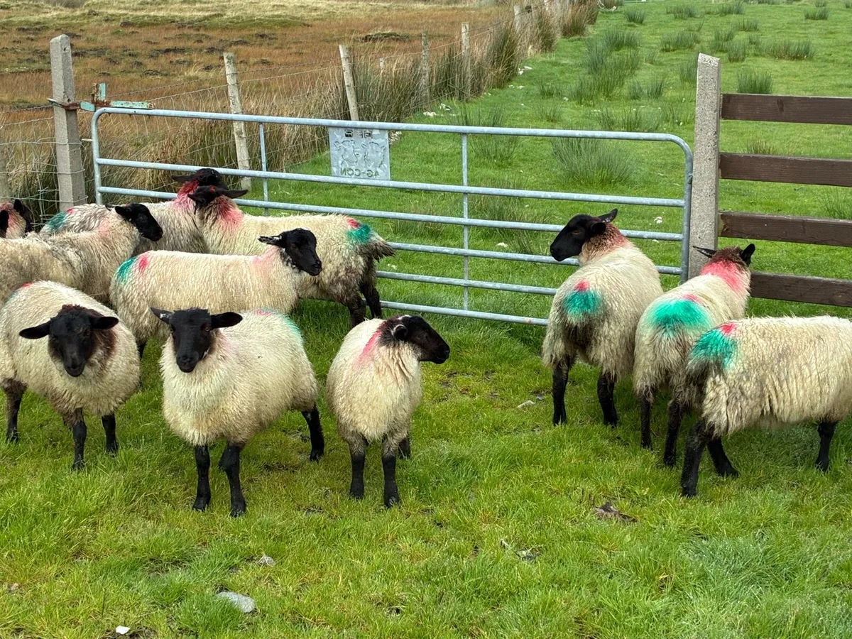 Organic lambs - Image 4