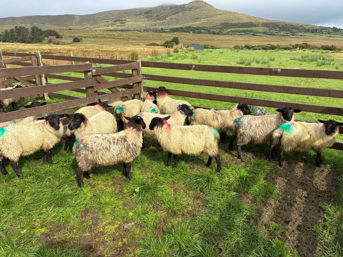 Organic lambs - Image 2