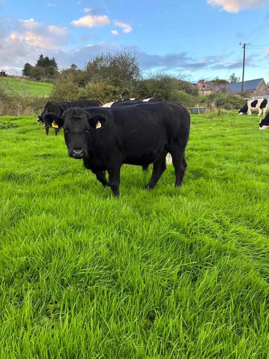 Bullocks For Sale - Image 1