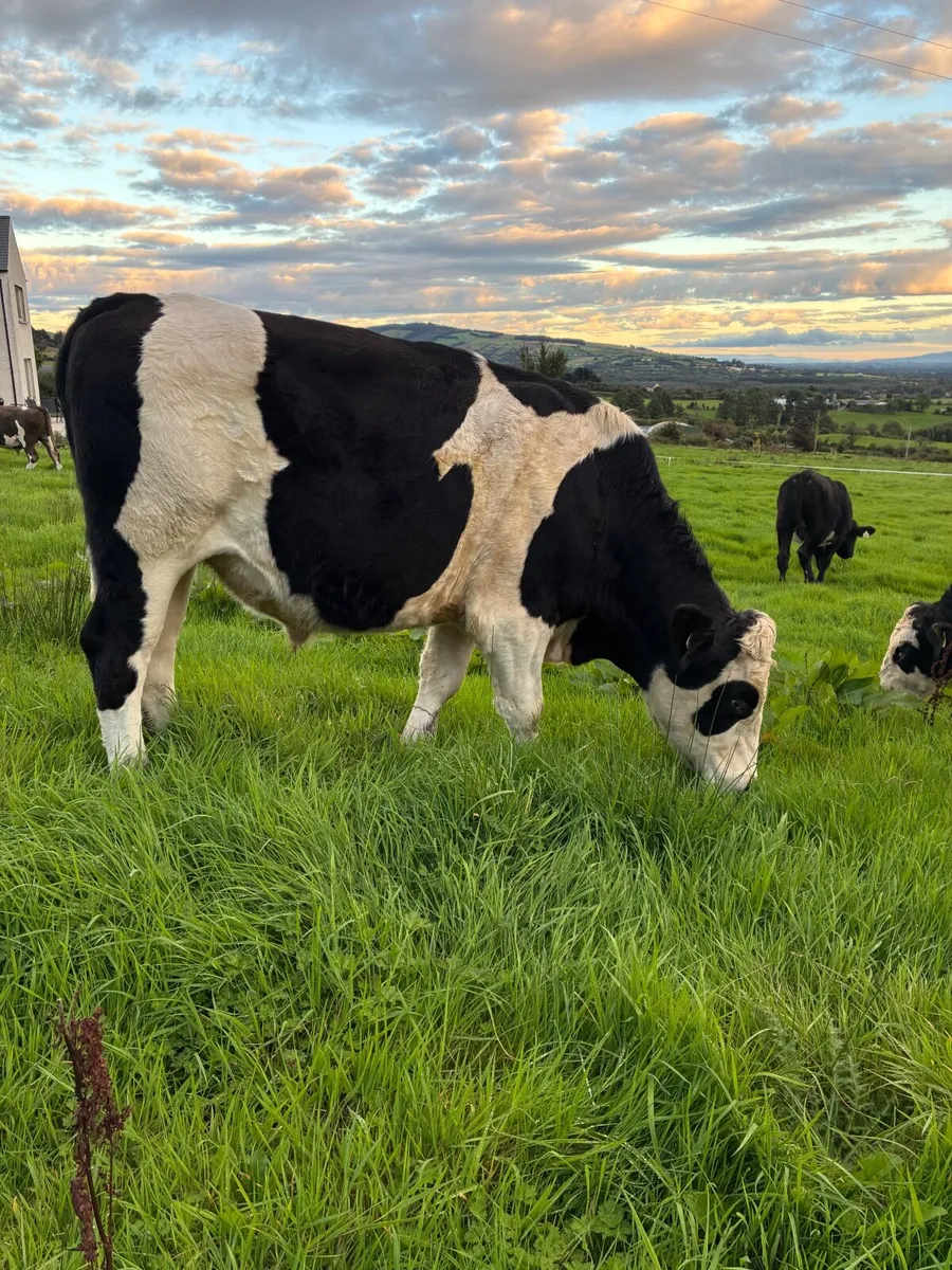 Bullocks For Sale - Image 4