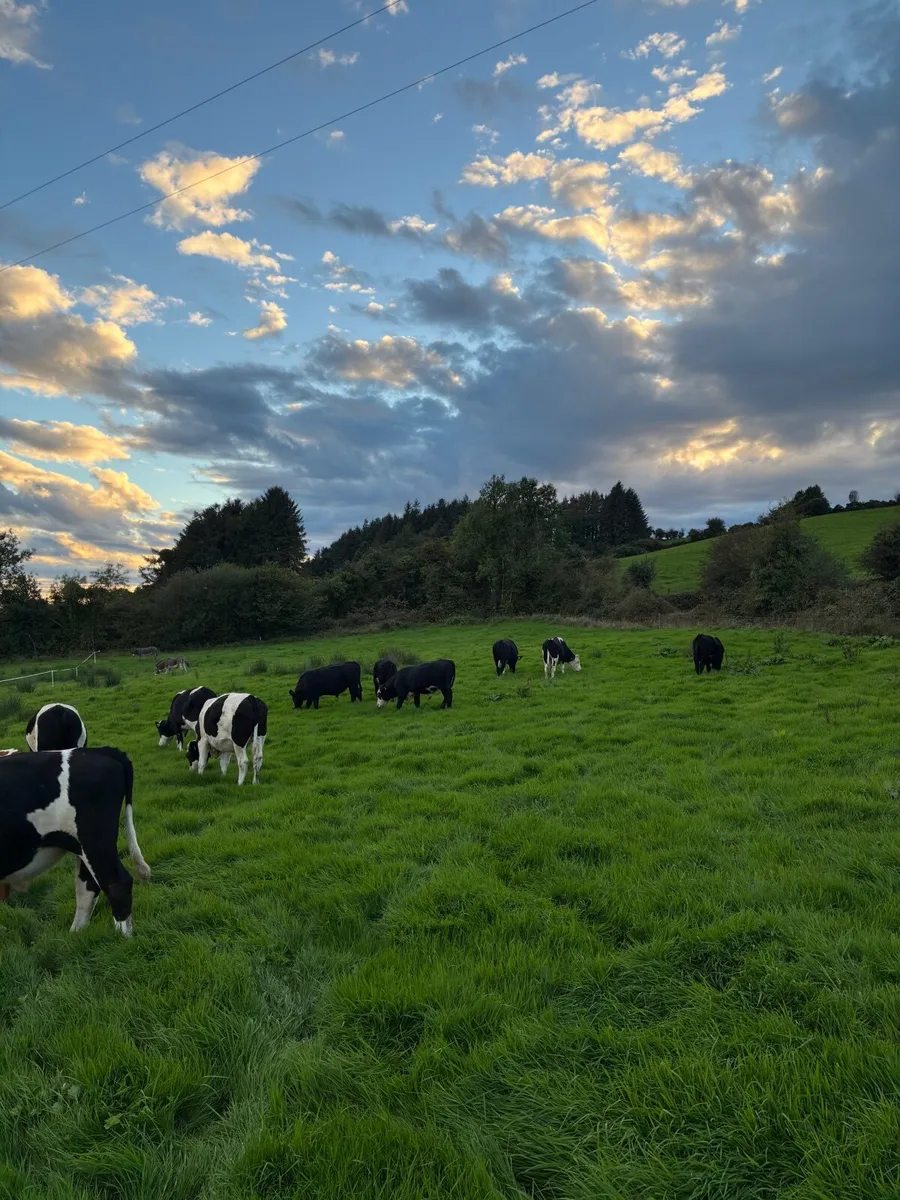 Bullocks For Sale - Image 2