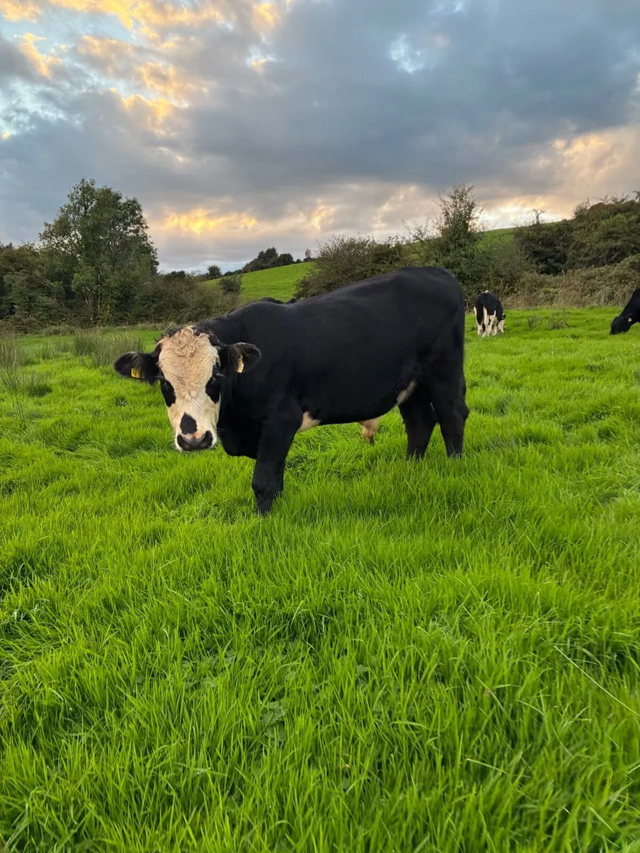 Bullocks For Sale - Image 3