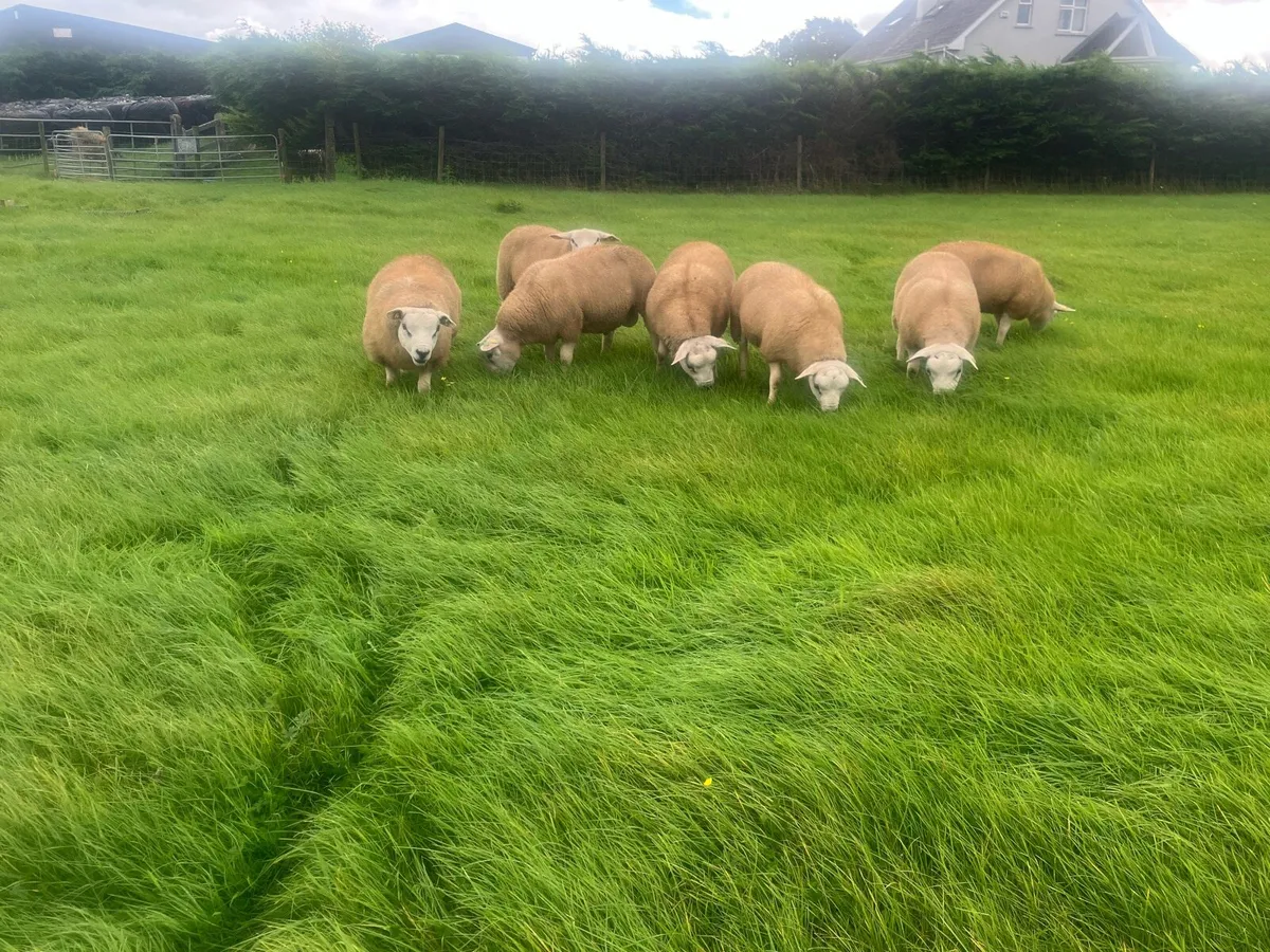 PBR Texel Rams - Image 1