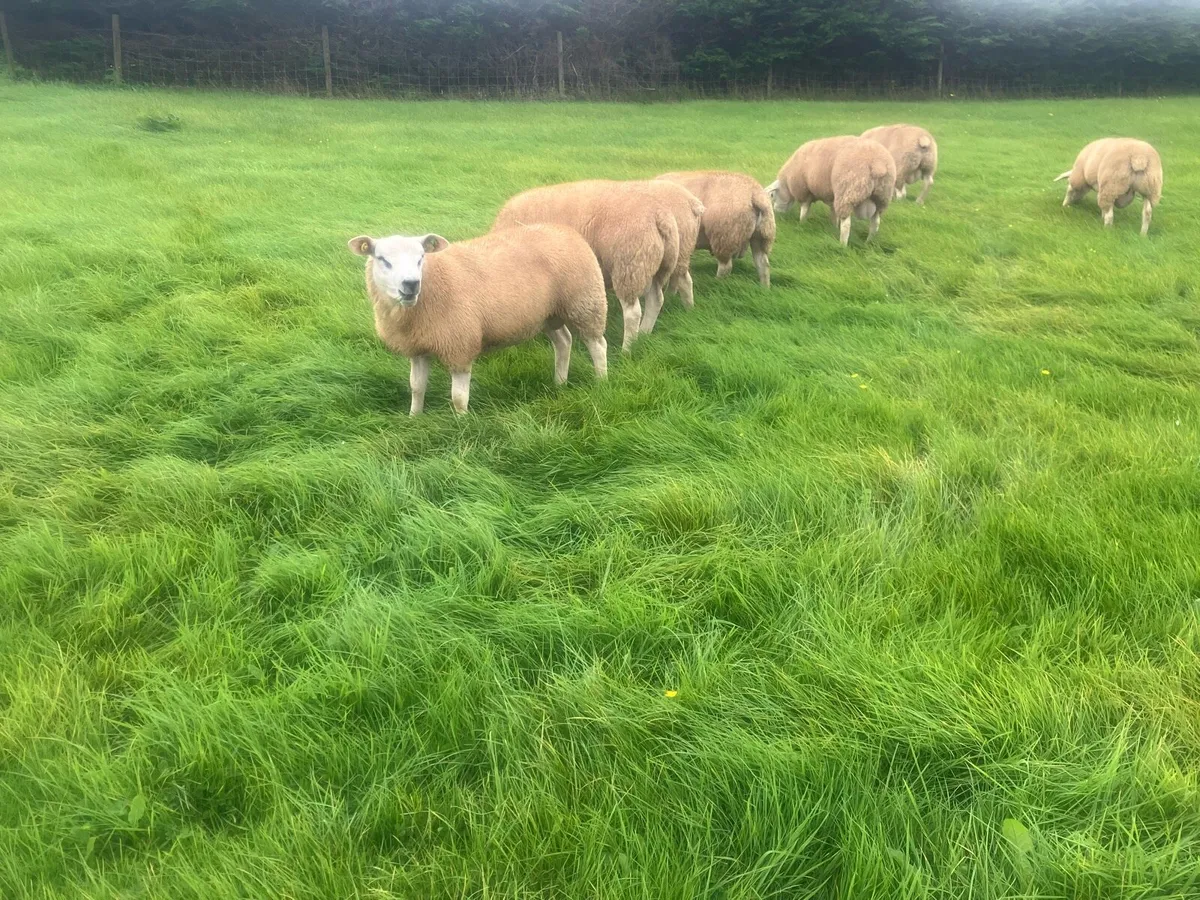 PBR Texel Rams - Image 2