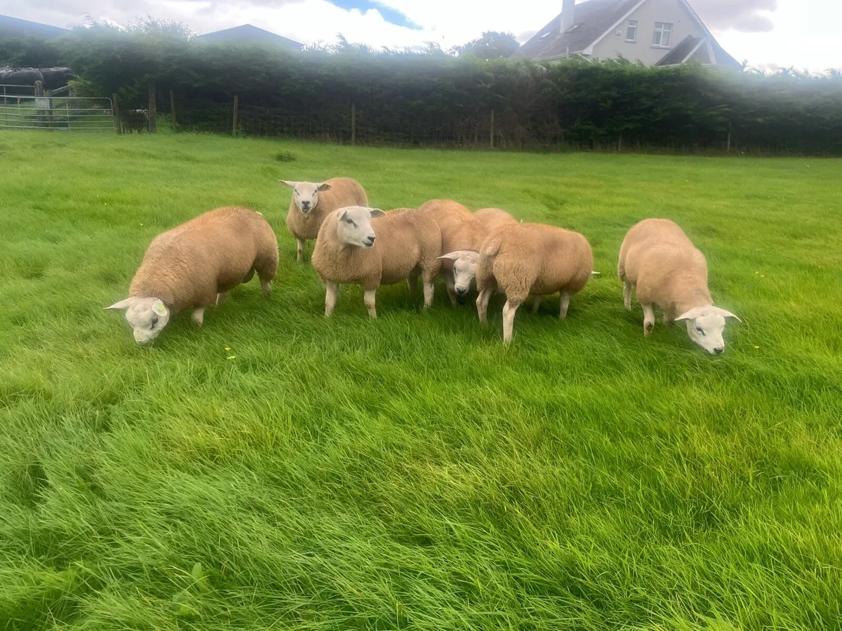 PBR Texel Rams - Image 3