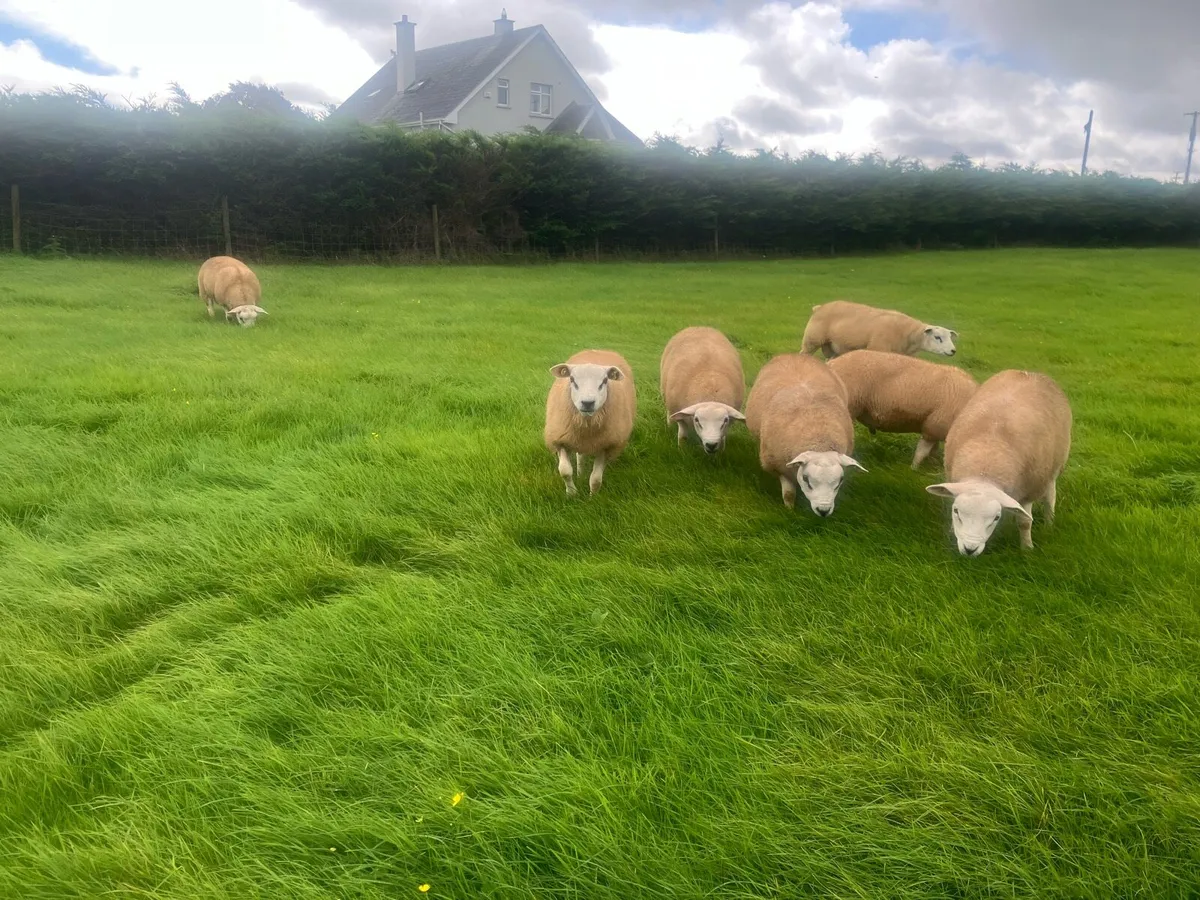 PBR Texel Rams - Image 4