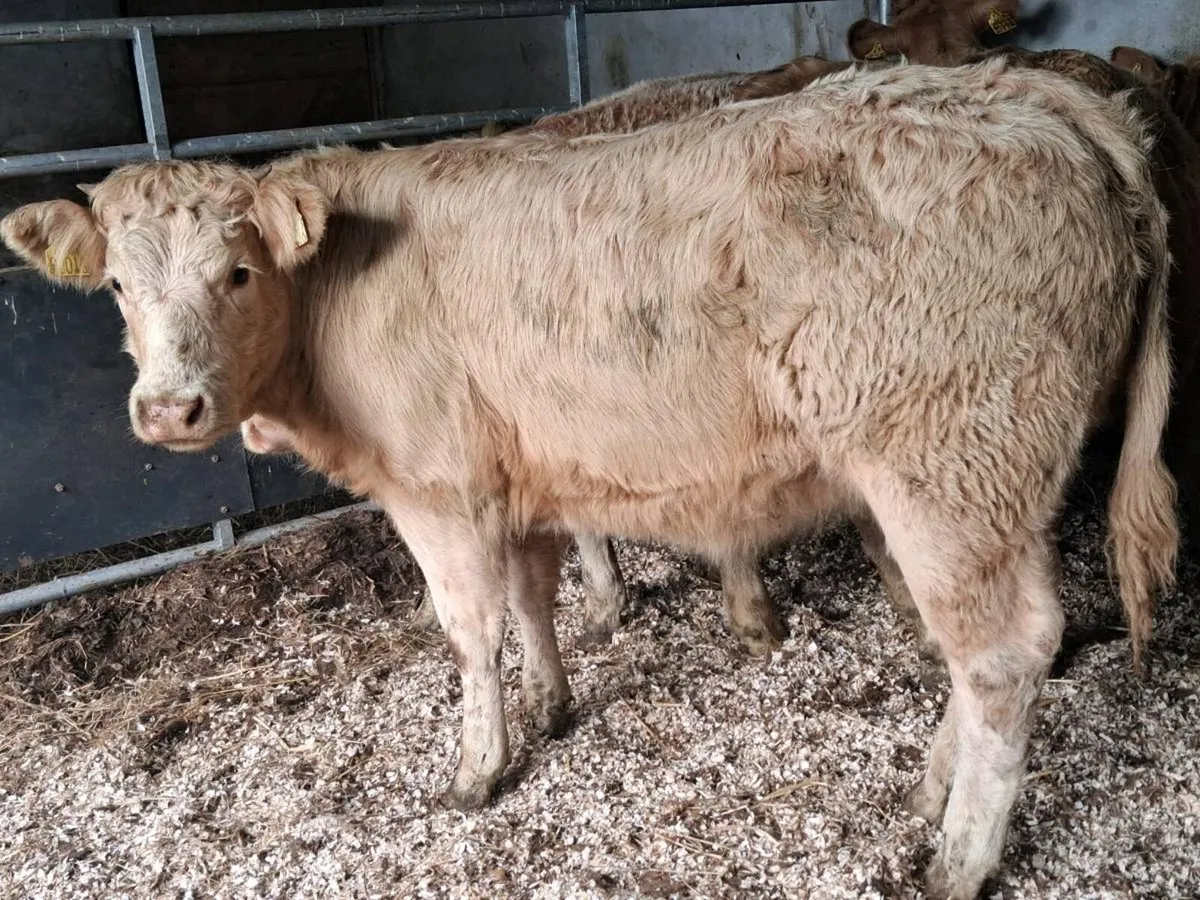 6 Quality Charolais Weanling Heifers - Image 2