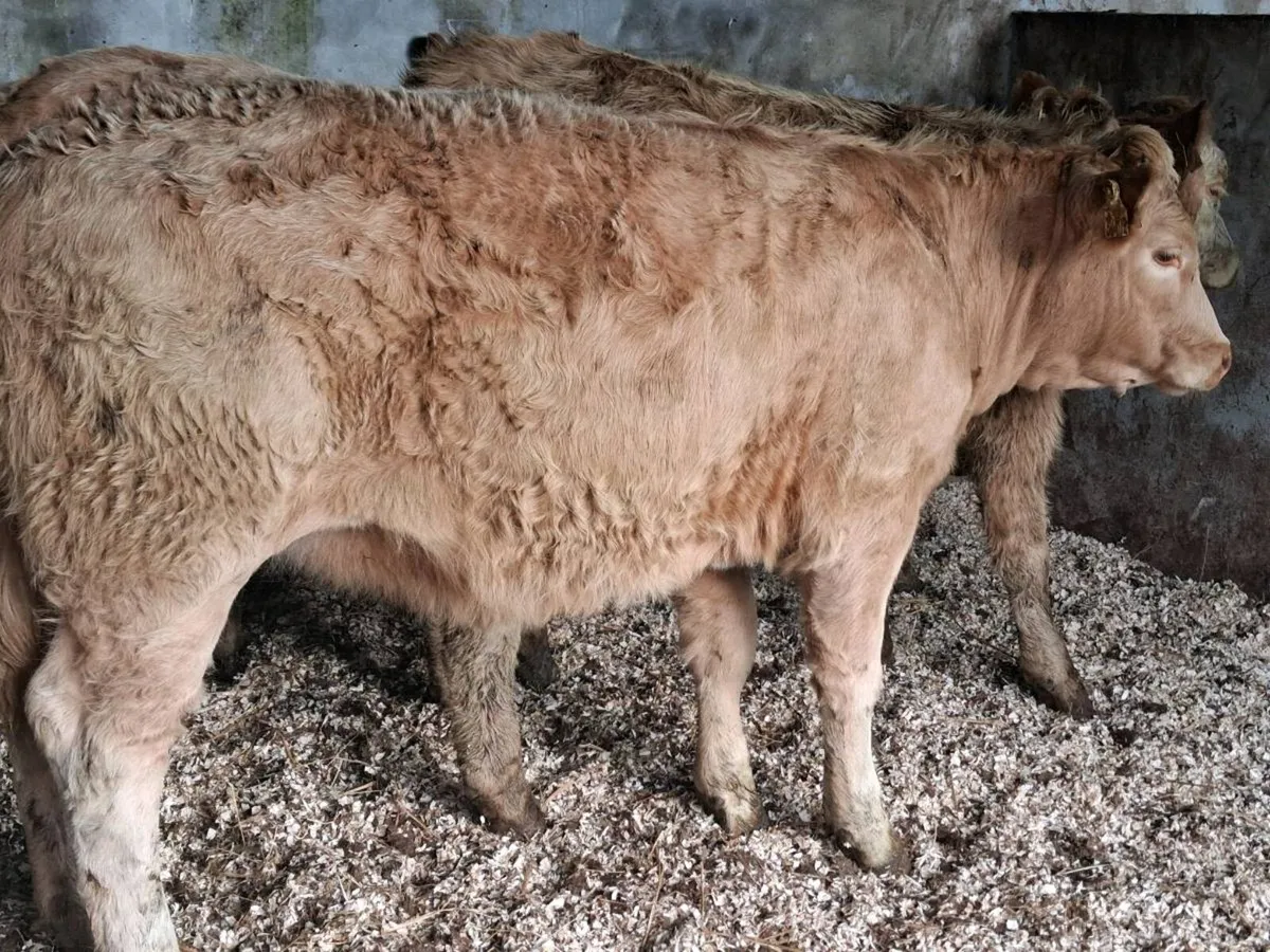 6 Quality Charolais Weanling Heifers - Image 3