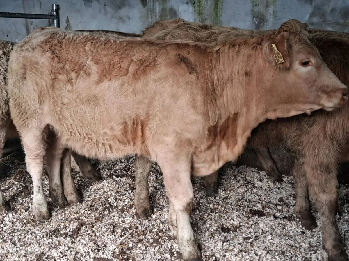 6 Quality Charolais Weanling Heifers - Image 4