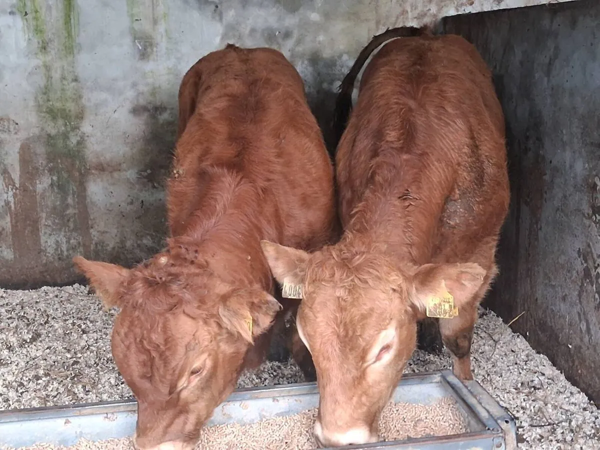 2 Super Limousin Weanling Bulls - Image 3