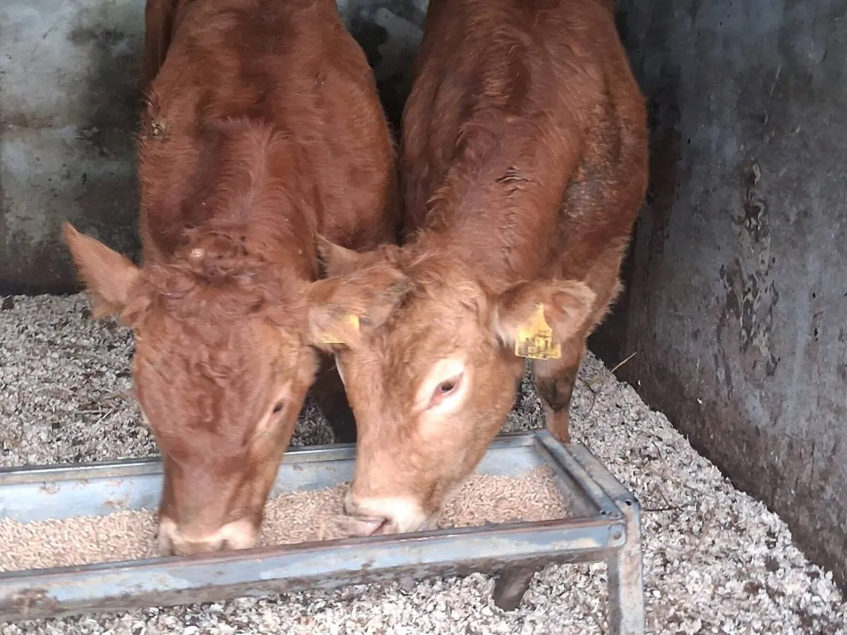 2 Super Limousin Weanling Bulls - Image 1