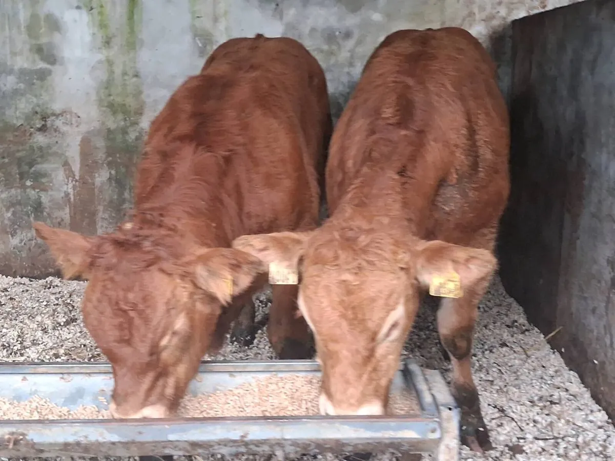2 Super Limousin Weanling Bulls - Image 4