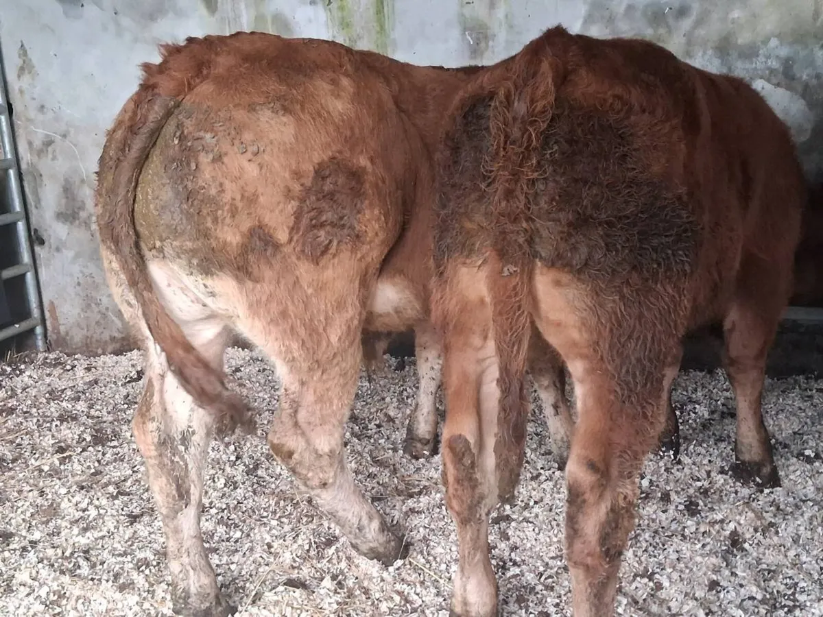 2 Super Limousin Weanling Bulls - Image 2