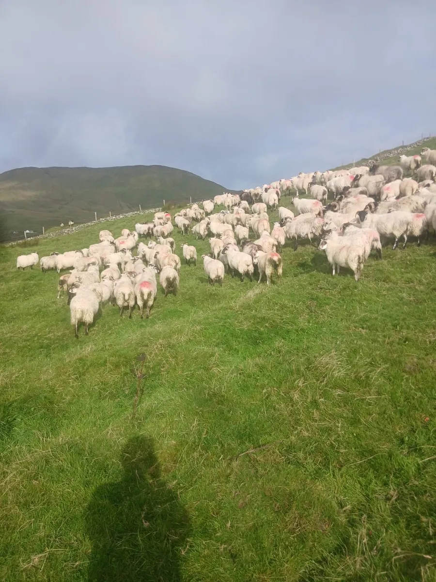 Store lambs for sale - Image 2