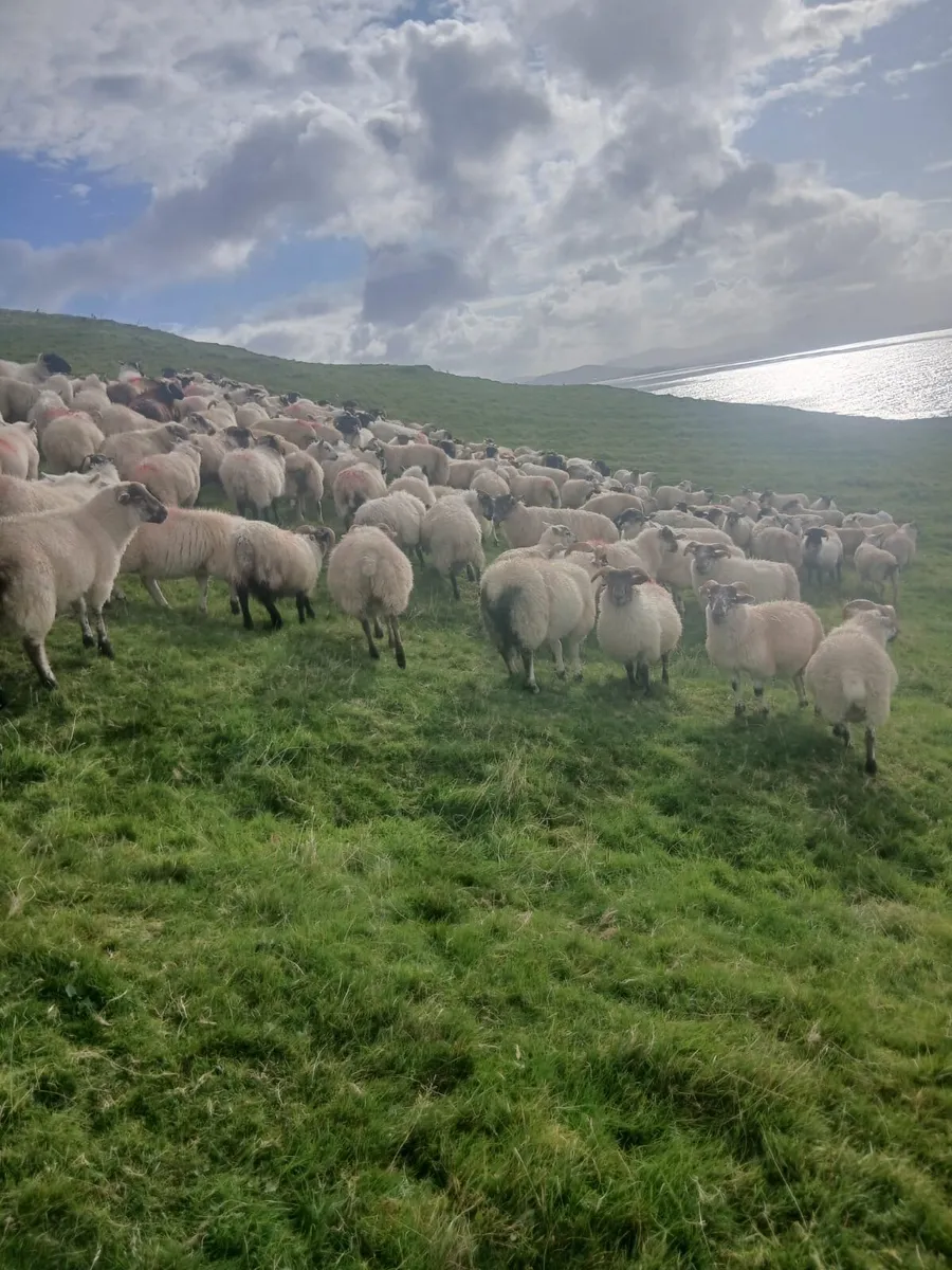 Store lambs for sale - Image 3