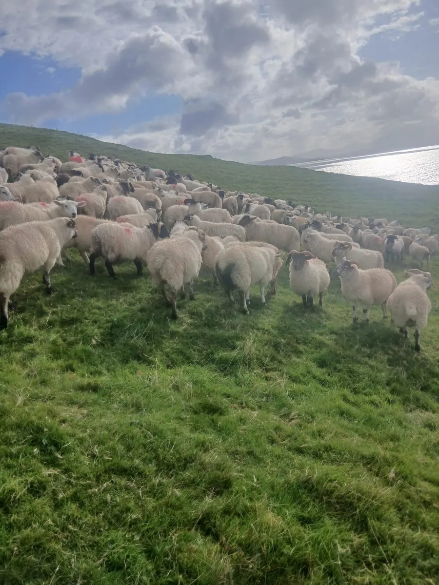 Store lambs for sale - Image 4