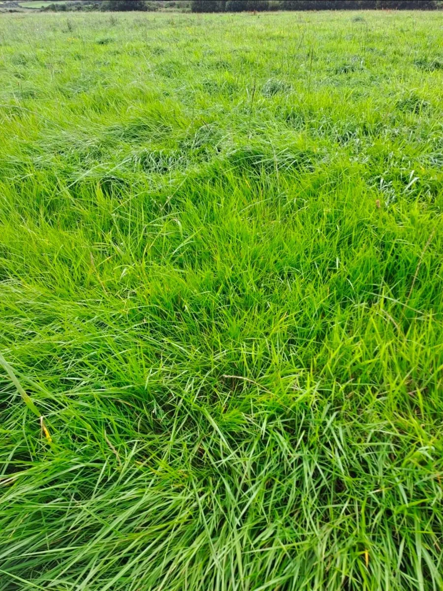 Silage - Image 1
