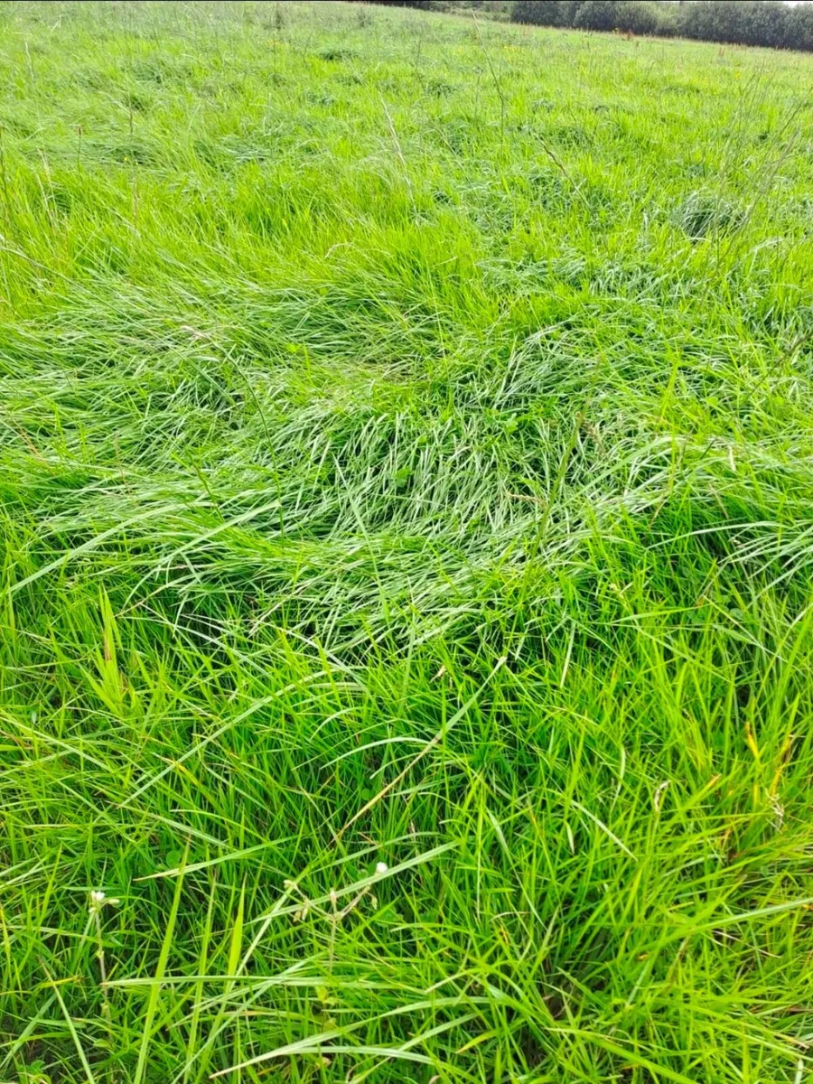 Silage - Image 2