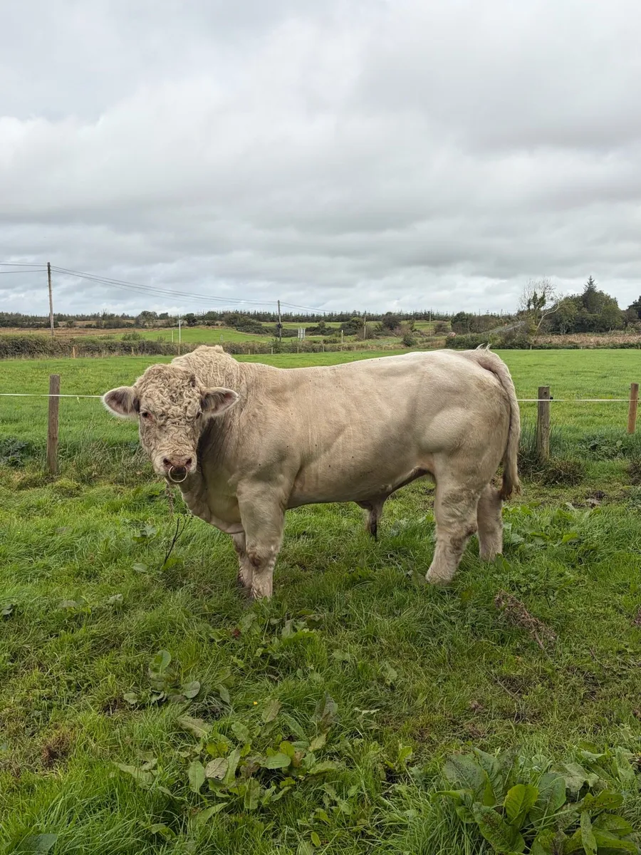 Charolais bull - Image 1