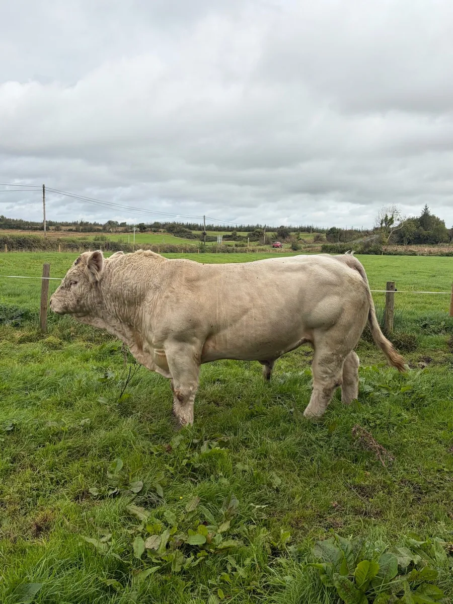 Charolais bull - Image 2