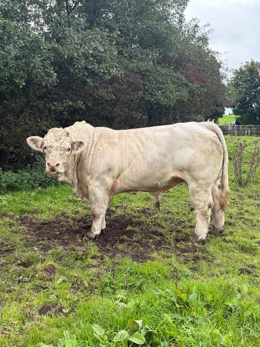 Charolais bull - Image 3