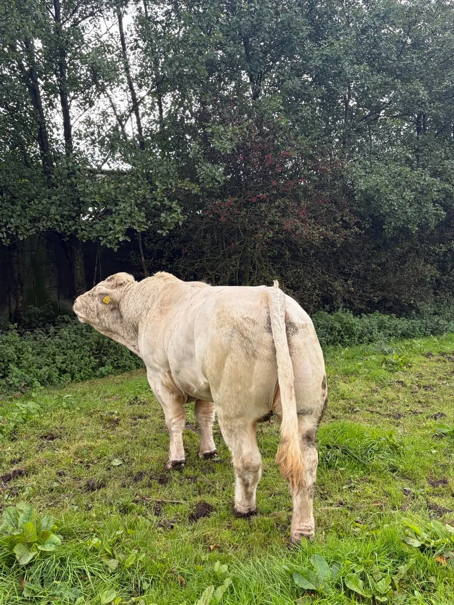 Charolais bull - Image 4