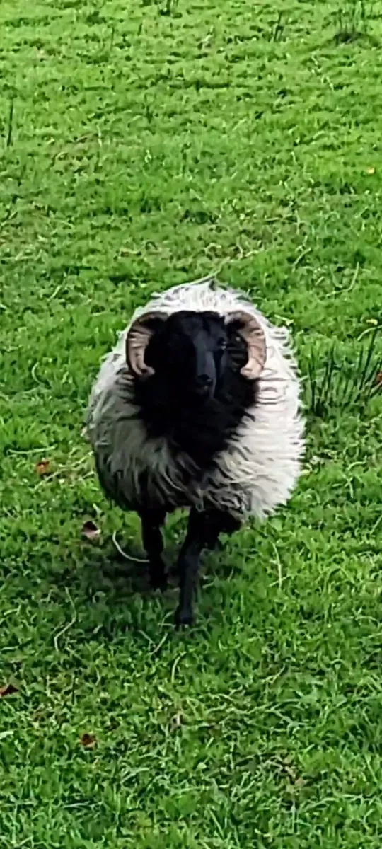 Mayo Blackface Ram Lambs and Hogget - Image 2