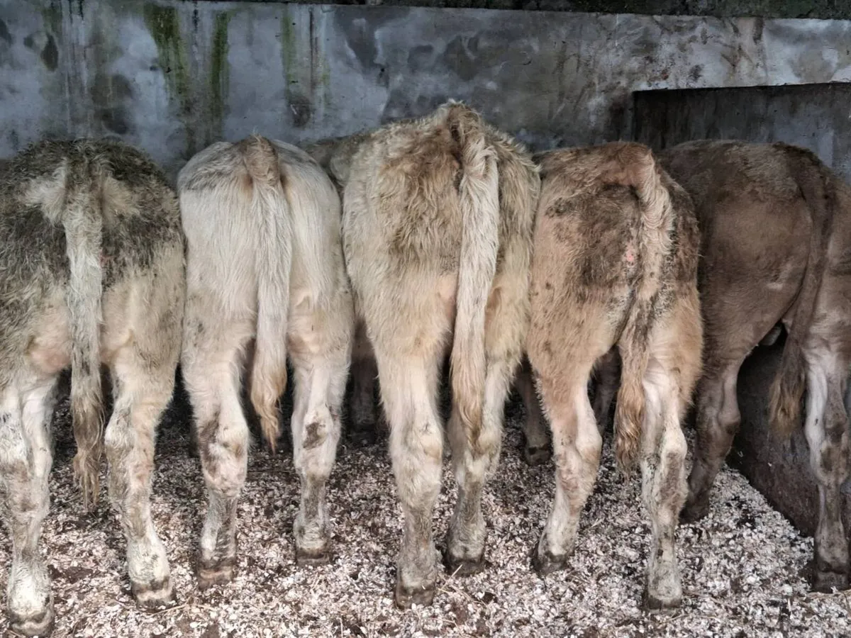 5 Quality Charolais Weanling Bulls - Image 2