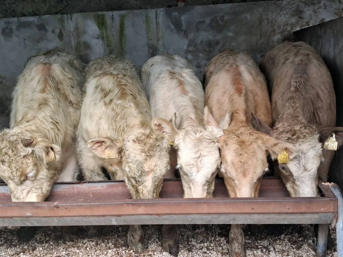 5 Quality Charolais Weanling Bulls - Image 1