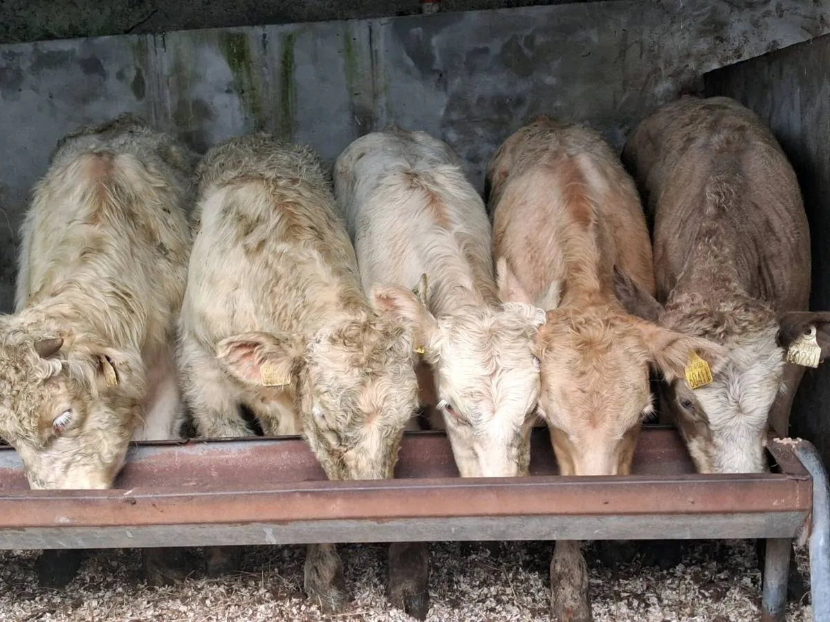 5 Quality Charolais Weanling Bulls - Image 3