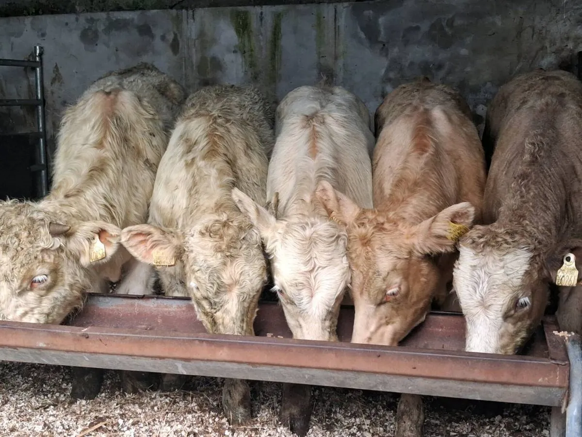 5 Quality Charolais Weanling Bulls - Image 4
