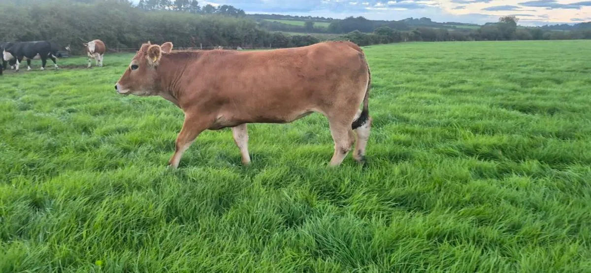 Phartenaise heifers for sale - Image 2