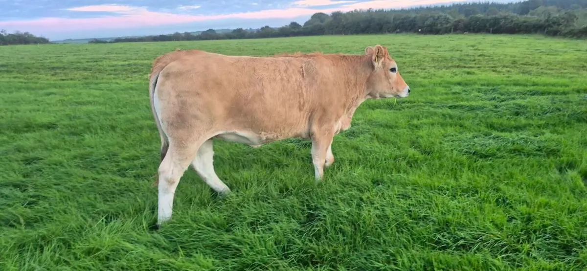 Phartenaise heifers for sale - Image 3