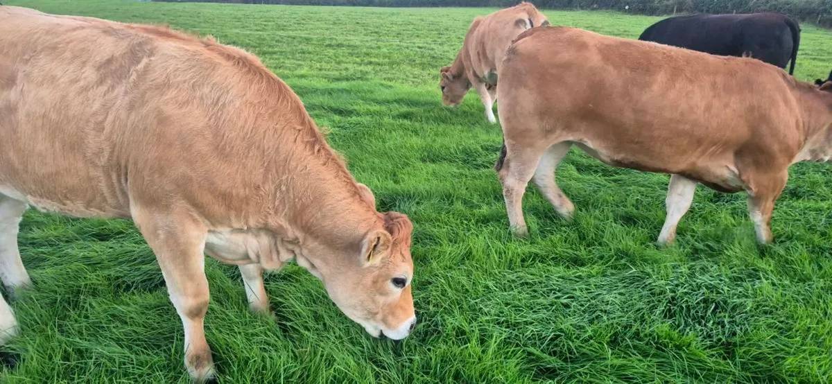 Phartenaise heifers for sale - Image 1