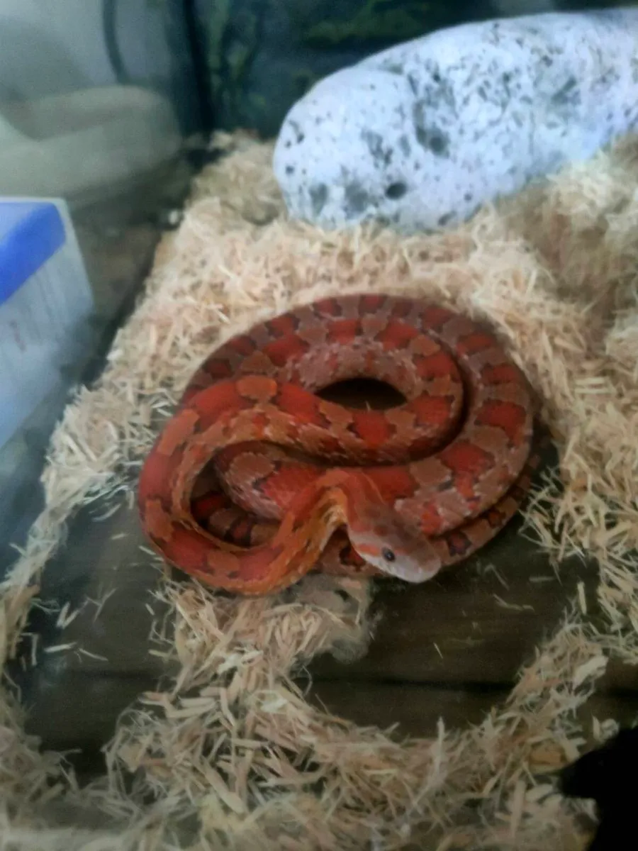 Corn snake - Image 1