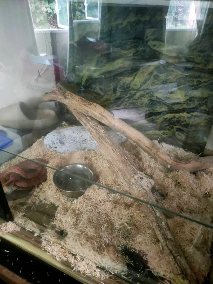 Corn snake - Image 2