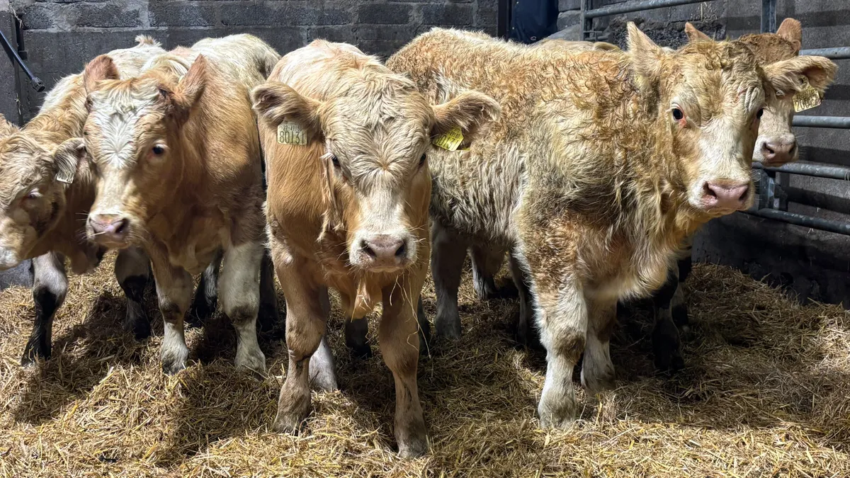 ⭐️ 6 Super Charolais Bull Wealings ⭐️ - Image 3
