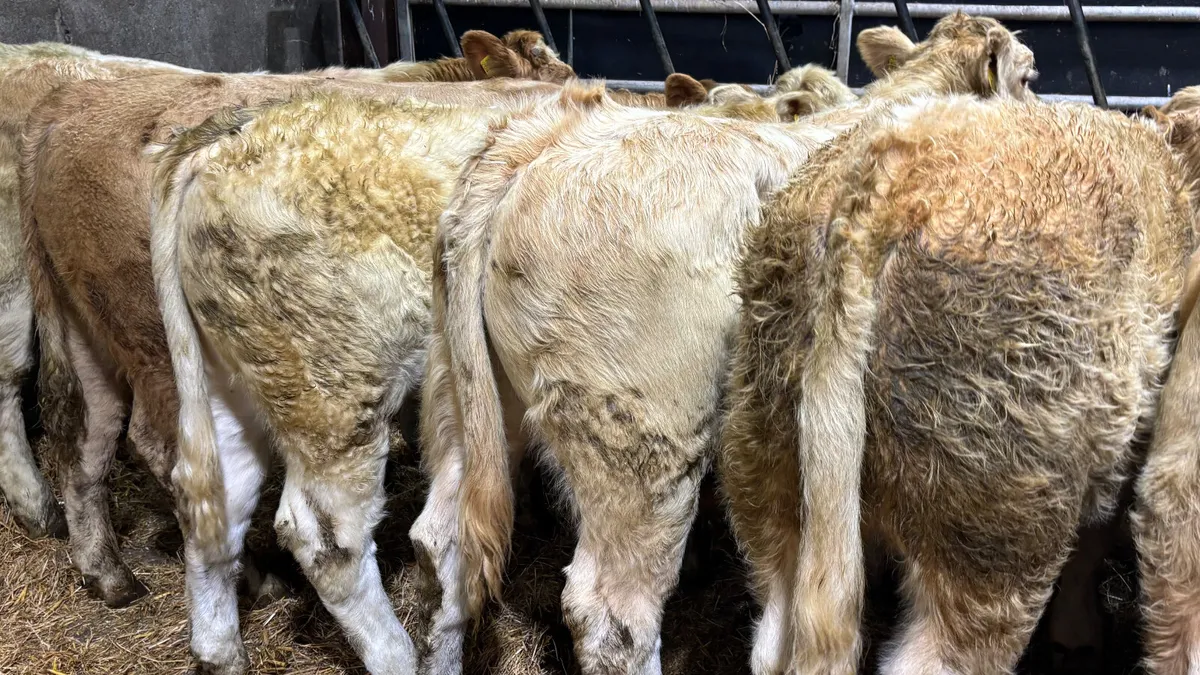⭐️ 6 Super Charolais Bull Wealings ⭐️ - Image 2