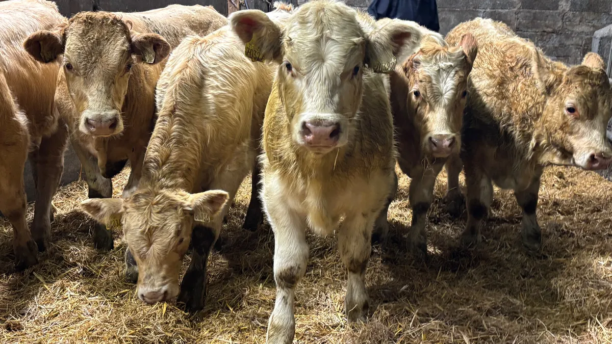 ⭐️ 6 Super Charolais Bull Wealings ⭐️ - Image 1
