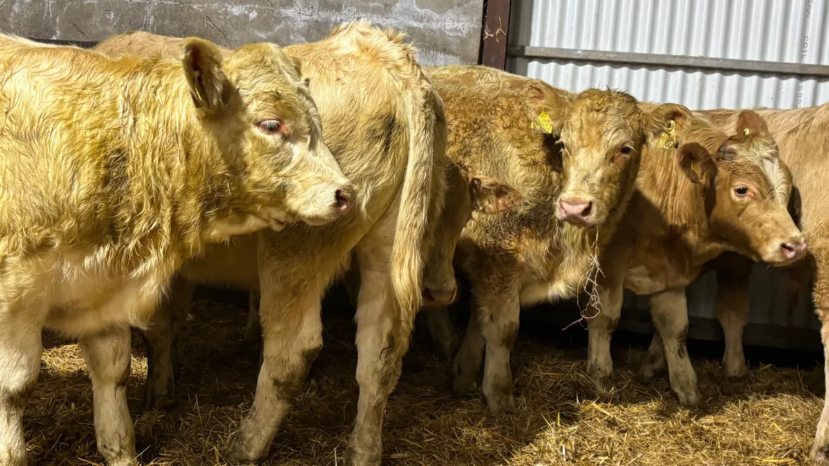⭐️ 6 Super Charolais Bull Wealings ⭐️ - Image 4