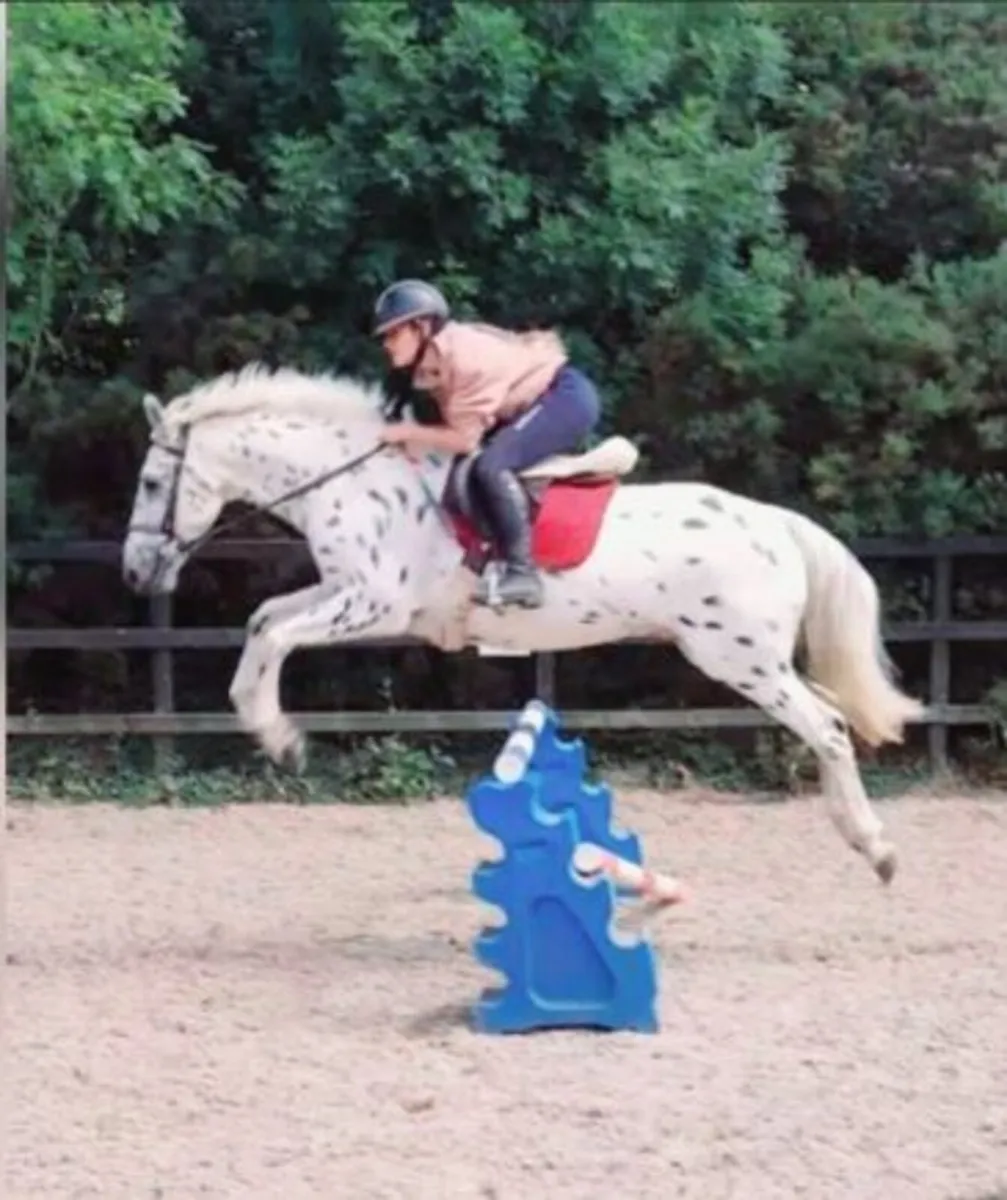 Horses & ponies available to lease - Image 1
