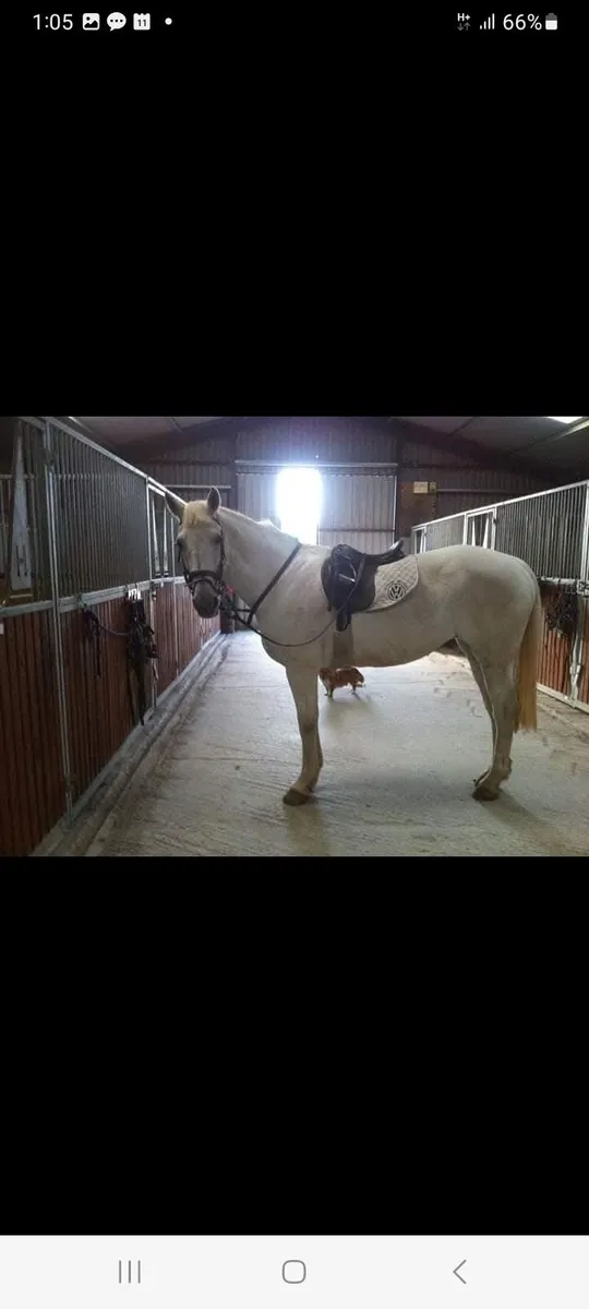 Horses & ponies available to lease - Image 3