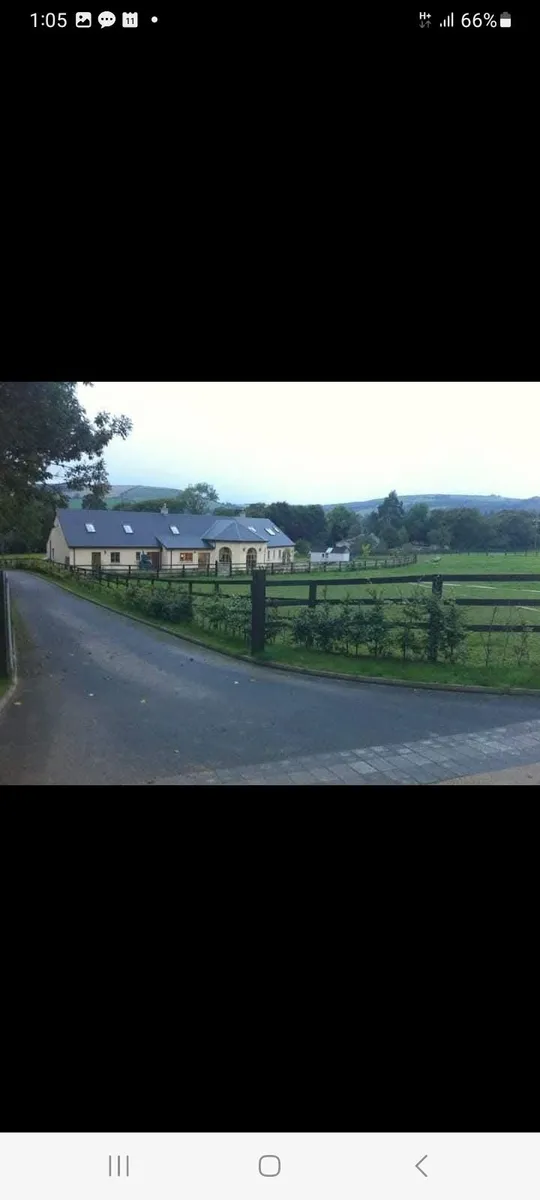 Horses & ponies available to lease - Image 4