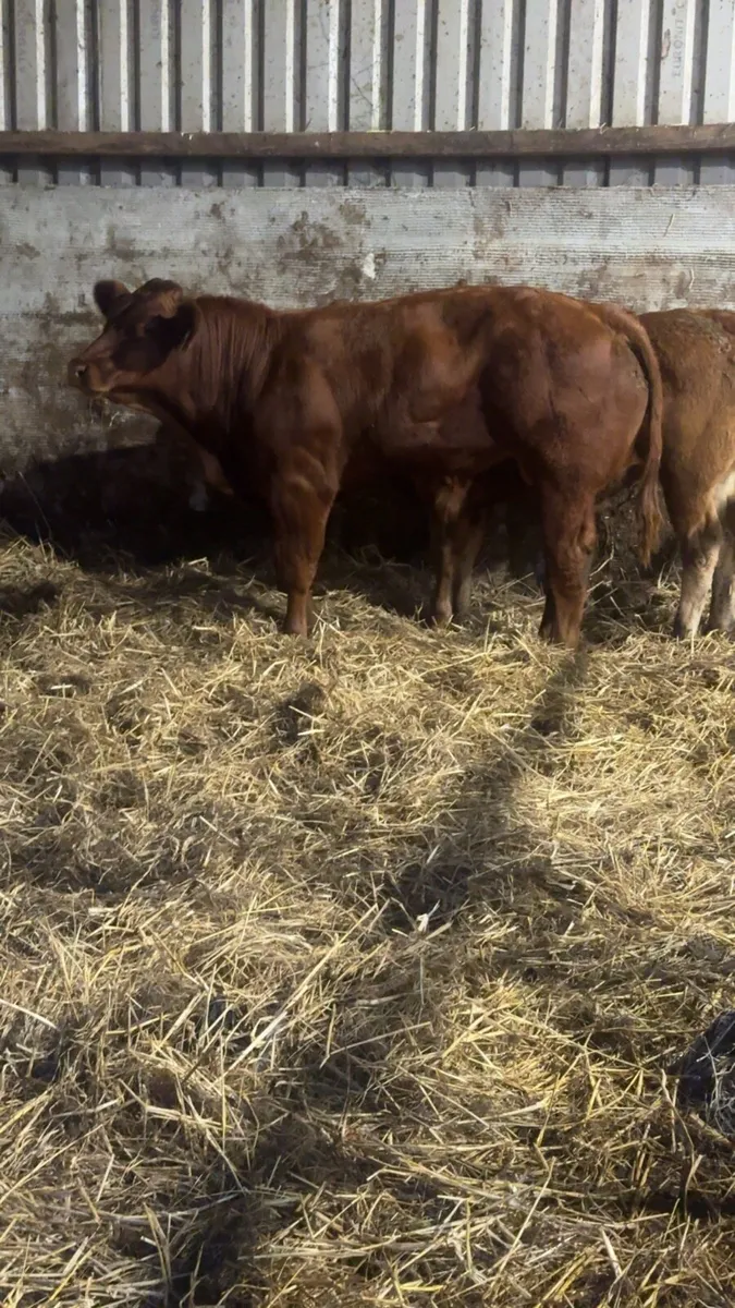 Super limousine weanling bull calf - Image 1