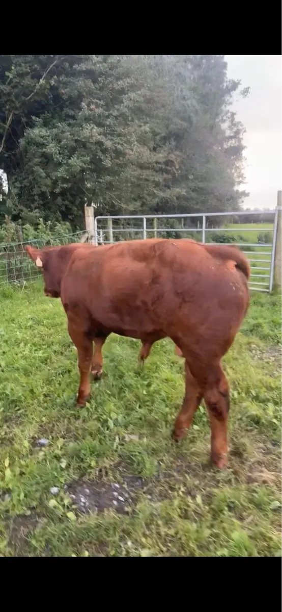 Super limousine weanling bull calf - Image 2