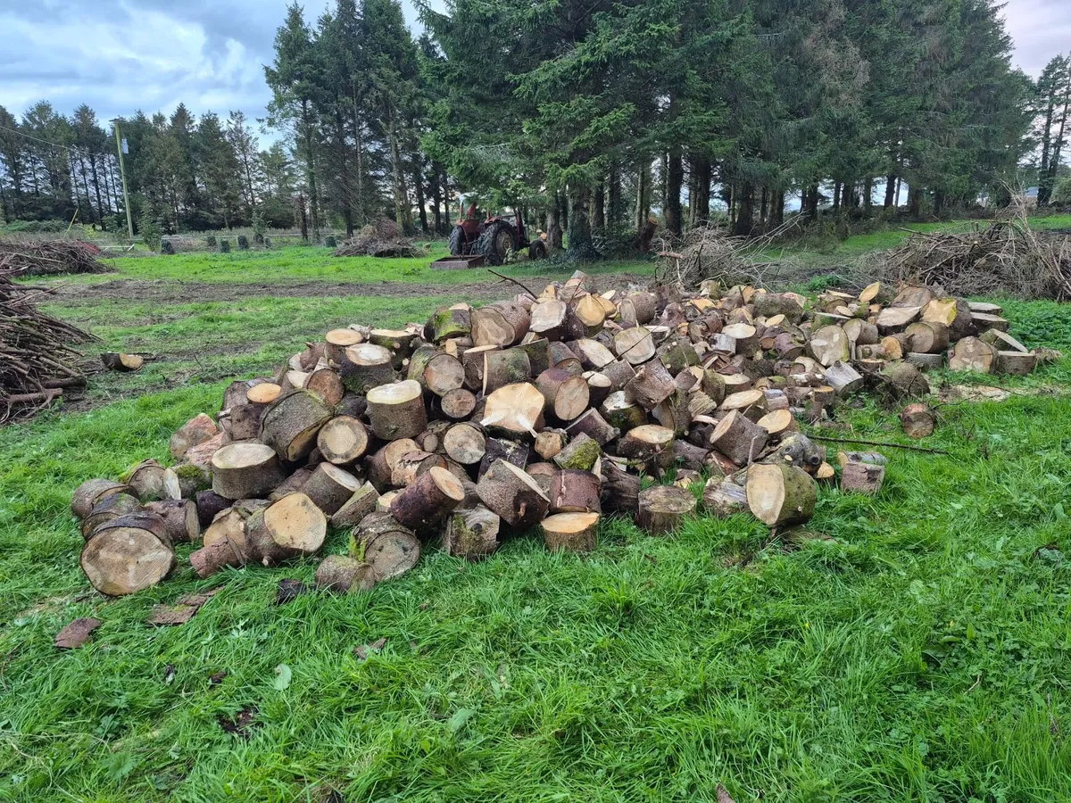 Fire wood - Image 2