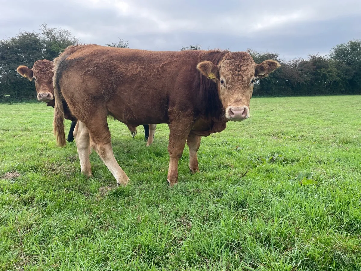 PBR Limousin and Angus bulls - Image 1