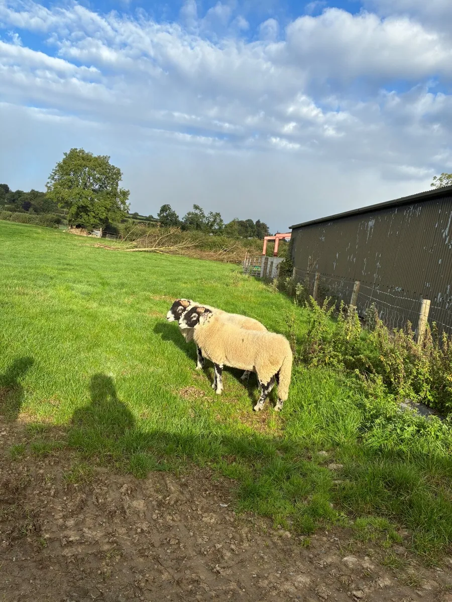 2 Swaledale Rams Pedigree Registered - Image 3