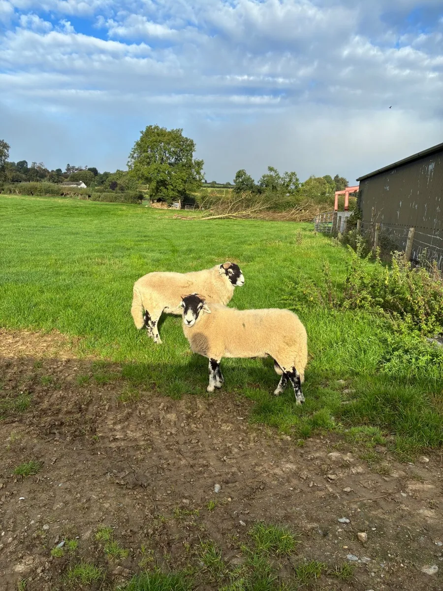 2 Swaledale Rams Pedigree Registered - Image 4